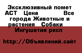 Эксклюзивный помет АСТ › Цена ­ 30 000 - Все города Животные и растения » Собаки   . Ингушетия респ.
